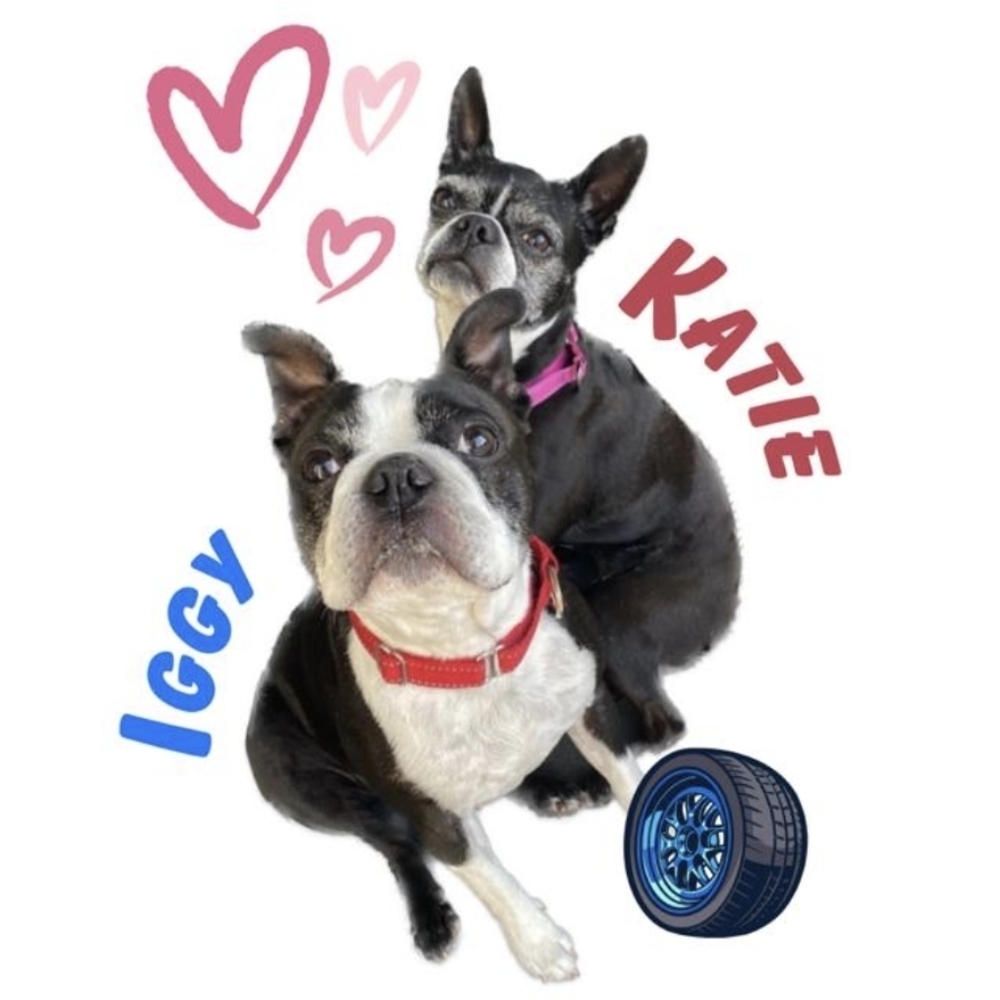 🐾 💕 Katie & Iggy - Posh Pups! 💕🐾